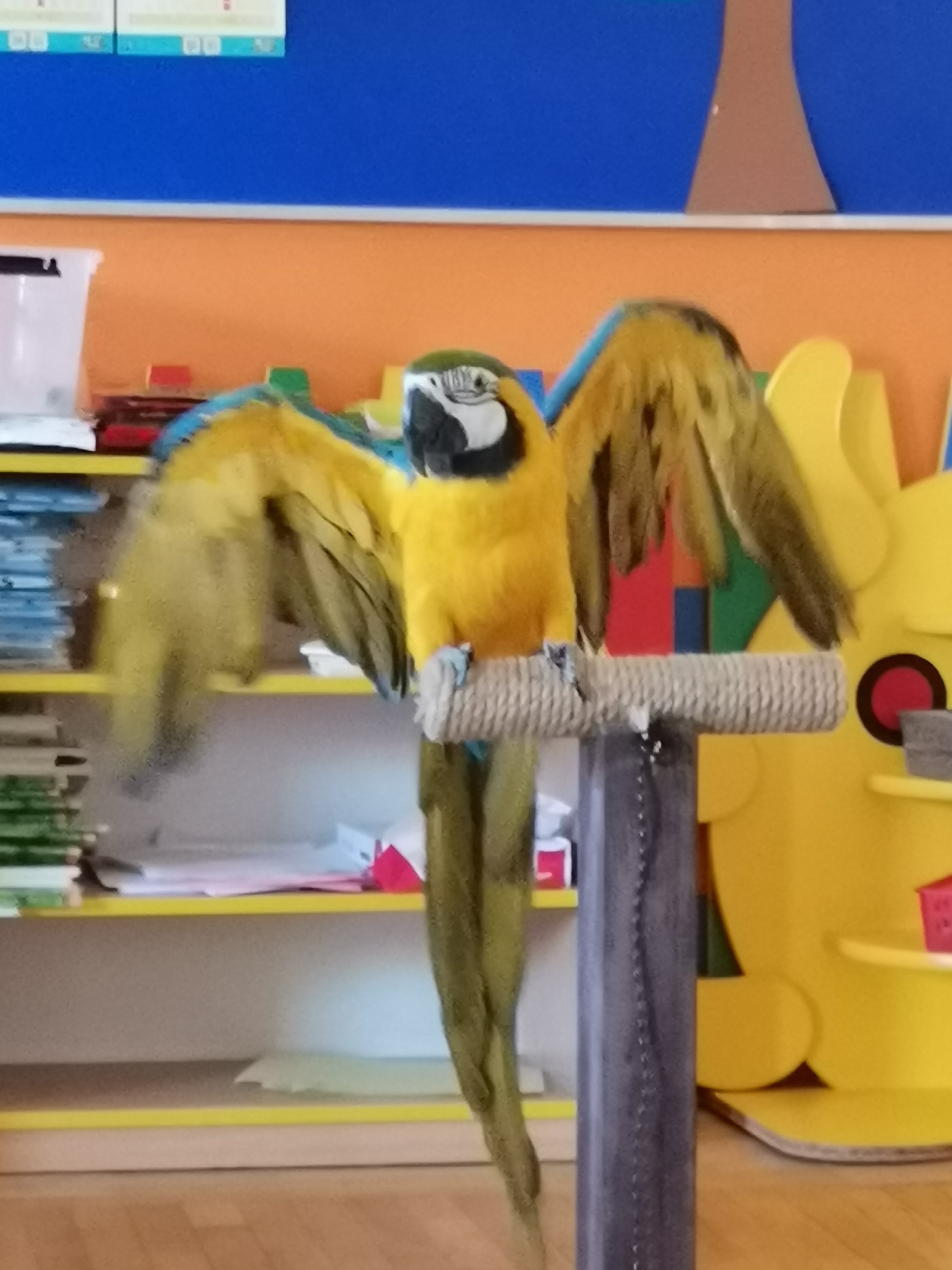 Więcej o: Papugi w przedszkolu