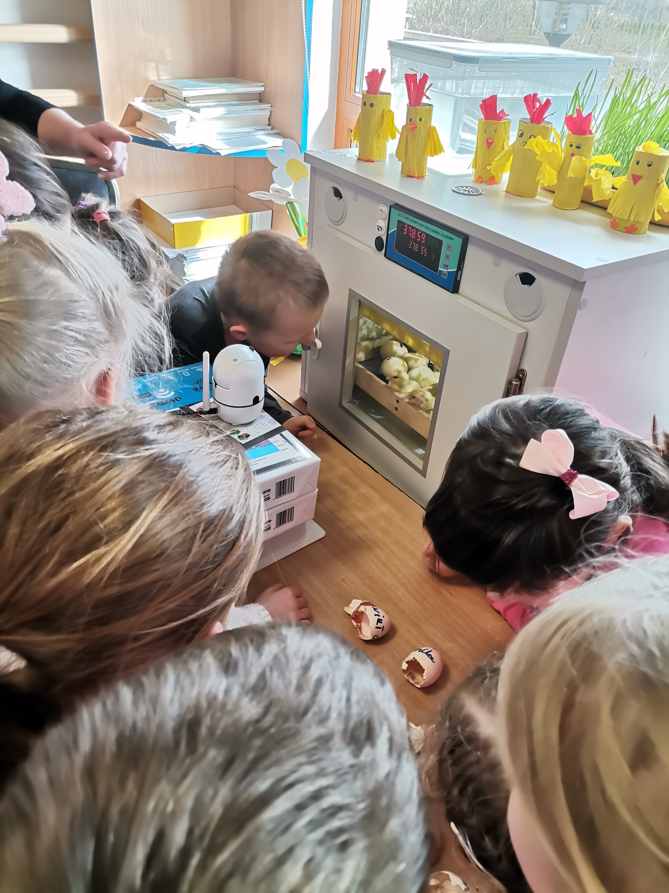 Ikona do artykułu: Inkubator jaj w Szkole Podstawowej w Nieporęcie